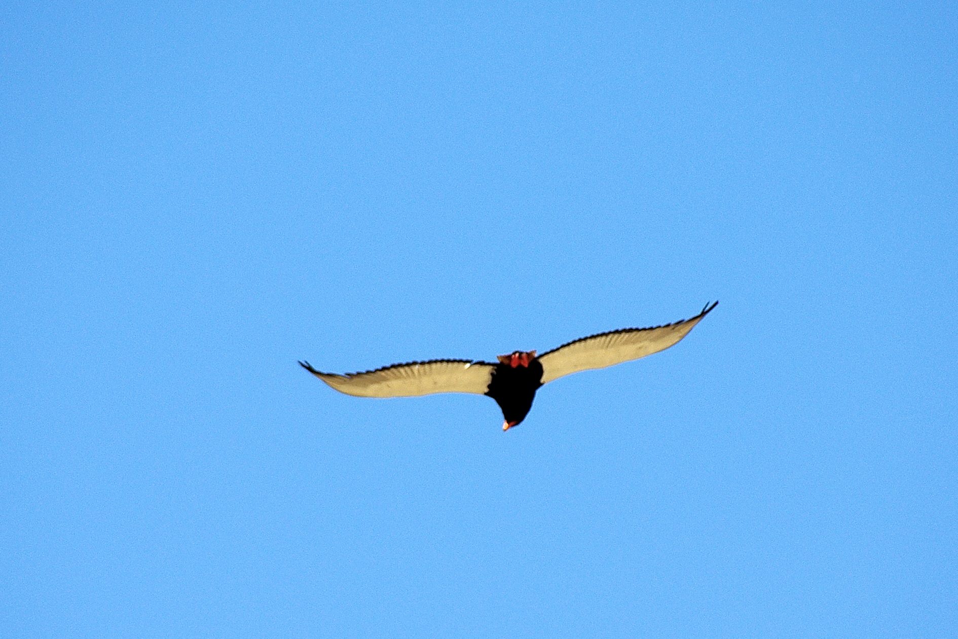 Bateleur des savanes (Bateleur, Terathopius ecaudatus), femelle adulte au vol, vue de dessous, Xigera, Delta de l'Okavango, Botswana.